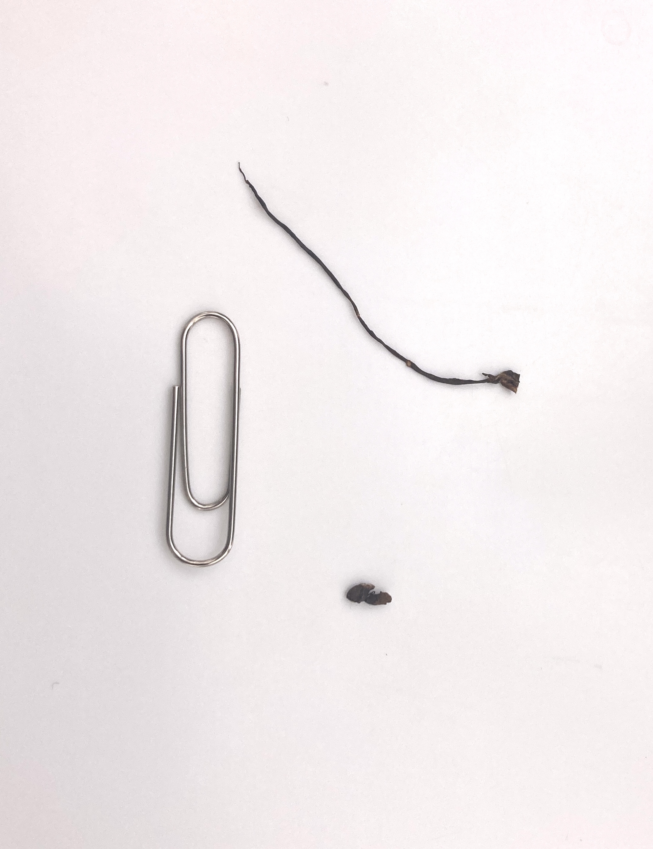 umbilical cord